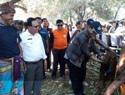 Kabupaten Kupang Raih Hasil Teritinggi Program UPSUS SIWAB DI NTT